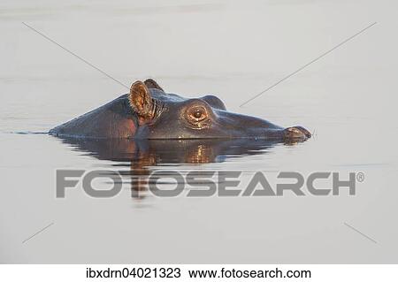 "Hippopotamus (Hippopotamus amphibius), Mkuze Game Reserve, KwaZulu-Natal, South Africa, Africa" View Large Photo Image Stock Image - "Hippopotamus (Hippopotamus amphibius), Mkuze Game Reserve, KwaZulu-Natal, South Africa, Africa". Fotosearch