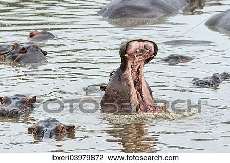 "Hippopotamus (Hippopotamus amphibius), Serengeti, Tanzania, Africa" View Large Photo Image Stock Image - "Hippopotamus (Hippopotamus amphibius), Serengeti, Tanzania, Africa". Fotosearch