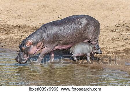 Stock Image - "Hippopotamus (Hippopotamus amphibius) adult female with young, Mara River, Maasai Mara National Reserve, Kenya, Africa". Fotosearch