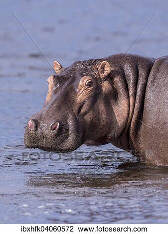 "Hippopotamus (Hippopotamus amphibius), Murchinson Falls National Park, Uganda, Africa" View Large Photo Image Stock Image - "Hippopotamus (Hippopotamus amphibius), Murchinson Falls National Park, Uganda, Africa". Fotosearch