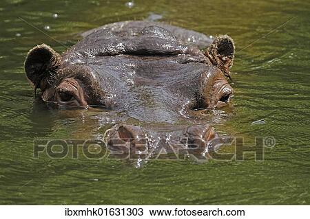 Stock Image - Hippopotamus (Hippopotamus amphibius) swimming in water. Fotosearch
