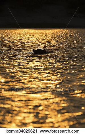 "Hippopotamus (Hippopotamus amphibius) in the Chobe River backlit at sunset, Chobe National Park, Botswana, Africa" View Large Photo Image Stock Image - "Hippopotamus (Hippopotamus amphibius) in the Chobe River backlit at sunset, Chobe National Park, Botswana, Africa". Fotosearch