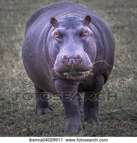 "Hippopotamus (Hippopotamus amphibius) on meadow with grass in the mouth, Chobe National Park, Botswana, Africa" View Large Photo Image Stock Image - "Hippopotamus (Hippopotamus amphibius) on meadow with grass in the mouth, Chobe National Park, Botswana, Africa". Fotosearch