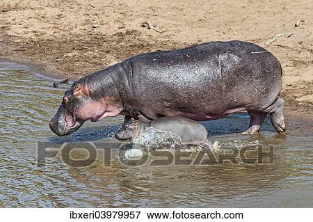 "Hippopotamus (Hippopotamus amphibius) adult female with young, Mara River, Maasai Mara National Reserve, Kenya, Africa" View Large Photo Image Stock Photo - "Hippopotamus (Hippopotamus amphibius) adult female with young, Mara River, Maasai Mara National Reserve, Kenya, Africa". Fotosearch