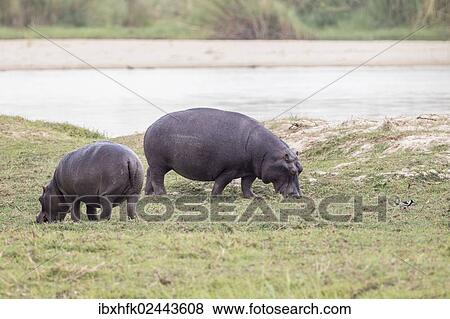 "Hippopotamus (Hippopotamus amphibius), Buffalo National Park, Caprivi Strip, Namibia, Africa" View Large Photo Image Stock Photo - "Hippopotamus (Hippopotamus amphibius), Buffalo National Park, Caprivi Strip, Namibia, Africa". Fotosearch