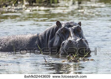"Hippopotamus (Hippopotamus amphibius), Mamili National Park, Caprivi Strip, Namibia, Africa" View Large Photo Image Stock Photo - "Hippopotamus (Hippopotamus amphibius), Mamili National Park, Caprivi Strip, Namibia, Africa". Fotosearch