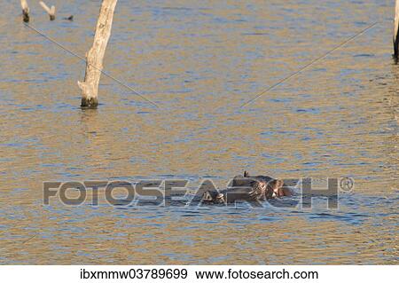"Hippopotamus (Hippopotamus amphibius), Andreas Damm, Khomas, Namibia, Africa" View Large Photo Image Stock Photo - "Hippopotamus (Hippopotamus amphibius), Andreas Damm, Khomas, Namibia, Africa". Fotosearch