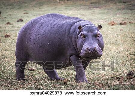 "Hippopotamus (Hippopotamus amphibius) on meadow, Chobe National Park, Botswana, Africa" View Large Photo Image Stock Photo - "Hippopotamus (Hippopotamus amphibius) on meadow, Chobe National Park, Botswana, Africa". Fotosearch