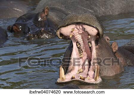 "Hippopotamus (Hippopotamus amphibicus), with open mouth, close-up, female, yawning, threatening, Talek River, Masai Mara National Reserve, National Reserve, Kenya, Africa" View Large Photo Image Stock Image - "Hippopotamus (Hippopotamus amphibicus), with open mouth, close-up, female, yawning, threatening, Talek River, Masai Mara National Reserve, National Reserve, Kenya, Africa". Fotosearch