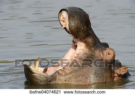 "Hippopotamus (Hippopotamus amphibicus), in water with open mouth, close-up, female, yawning, Talek River, Masai Mara National Reserve, National Reserve, Kenya, Africa" View Large Photo Image Stock Image - "Hippopotamus (Hippopotamus amphibicus), in water with open mouth, close-up, female, yawning, Talek River, Masai Mara National Reserve, National Reserve, Kenya, Africa". Fotosearch