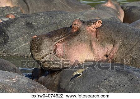 "Hippopotamus (Hippopotamus amphibicus), resting, group, sunbathing, Maasai Mara National Reserve, National Reserve, Kenya, Africa" View Large Photo Image Stock Image - "Hippopotamus (Hippopotamus amphibicus), resting, group, sunbathing, Maasai Mara National Reserve, National Reserve, Kenya, Africa". Fotosearch