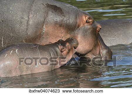 "Hippopotamus (Hippopotamus amphibicus), mother and calf, Maasai Mara National Reserve, National Reserve, Kenya, Africa" View Large Photo Image Stock Image - "Hippopotamus (Hippopotamus amphibicus), mother and calf, Maasai Mara National Reserve, National Reserve, Kenya, Africa". Fotosearch