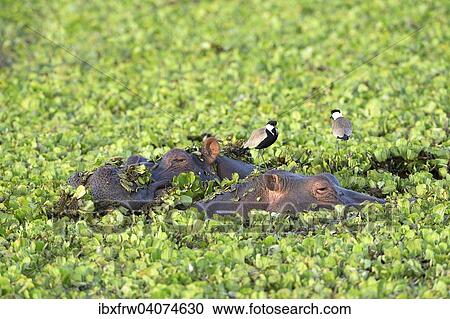 Stock Image - "Hippopotamus (Hippopotamus amphibicus), in stagnant waters with aquatic plants, birds on the back, Maasai Mara National Reserve, National Reserve, Kenya, Africa". Fotosearch