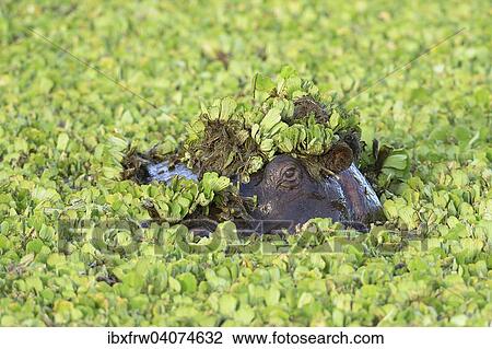 Stock Image - "Hippopotamus (Hippopotamus amphibicus), in stagnant waters with aquatic plants, close up, aquatic plants on the head, Maasai Mara National Reserve, National Reserve, Kenya, Africa". Fotosearch