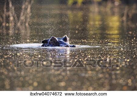 Stock Image - "Hippopotamus (Hippopotamus amphibicus), snorting, in water, Backlit, tributary of the Zambezi Lower Zambezi National Park, Zambia, Africa". Fotosearch