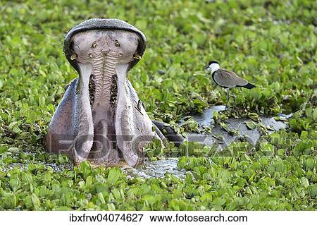 "Hippopotamus (Hippopotamus amphibicus), female in stagnant waters with aquatic plants, close-up, yawning, Maasai Mara National Reserve, National Reserve, Kenya, Africa" View Large Photo Image Stock Photo - "Hippopotamus (Hippopotamus amphibicus), female in stagnant waters with aquatic plants, close-up, yawning, Maasai Mara National Reserve, National Reserve, Kenya, Africa". Fotosearch