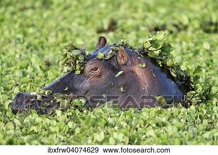 "Hippopotamus (Hippopotamus amphibicus), in stagnant waters with aquatic plants, Portrait, aquatic plants on the head, Maasai Mara National Reserve, National Reserve, Kenya, Africa" View Large Photo Image Stock Photo - "Hippopotamus (Hippopotamus amphibicus), in stagnant waters with aquatic plants, Portrait, aquatic plants on the head, Maasai Mara National Reserve, National Reserve, Kenya, Africa". Fotosearch