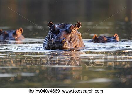 "Hippopotamus (Hippopotamus amphibicus), Portrait in water, backlit, tributary of the Zambezi Lower Zambezi National Park, Zambia, Africa" View Large Photo Image Stock Photo - "Hippopotamus (Hippopotamus amphibicus), Portrait in water, backlit, tributary of the Zambezi Lower Zambezi National Park, Zambia, Africa". Fotosearch