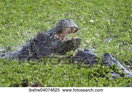 "Hippopotamus (Hippopotamus amphibicus), in stagnant waters with aquatic plants, close-up, fighting females, Maasai Mara National Reserve, National Reserve, Kenya, Africa" View Large Photo Image Stock Photography - "Hippopotamus (Hippopotamus amphibicus), in stagnant waters with aquatic plants, close-up, fighting females, Maasai Mara National Reserve, National Reserve, Kenya, Africa". Fotosearch