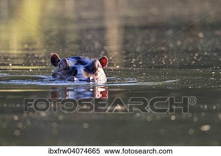 Stock Photography - "Hippopotamus (Hippopotamus amphibicus), Portrait in water, backlit, tributary of the Zambezi Lower Zambezi National Park, Zambia, Africa". Fotosearch