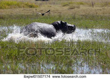 "Hippopotamus (Hippopotamuspotamus amphibius), Okavango Delta, Botswana, Africa" View Large Photo Image Picture - "Hippopotamus (Hippopotamuspotamus amphibius), Okavango Delta, Botswana, Africa". Fotosearch