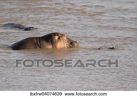 "Hippopotamus (Hippopotamuspotamus amphibicus), copula in the water, in the Luangwa River, South Luangwa National Park, Zambia, Africa" View Large Photo Image Stock Photo - "Hippopotamus (Hippopotamuspotamus amphibicus), copula in the water, in the Luangwa River, South Luangwa National Park, Zambia, Africa". Fotosearch