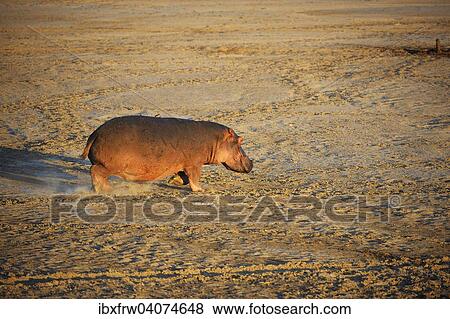 "Hippopotamus (Hippopotamuspotamus amphibicus) Walking on a sandbank, Luangwa River, South Luangwa National Park, Zambia, Africa" View Large Photo Image Stock Photo - "Hippopotamus (Hippopotamuspotamus amphibicus) Walking on a sandbank, Luangwa River, South Luangwa National Park, Zambia, Africa". Fotosearch