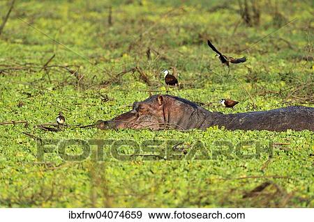 "Hippopotamus (Hippopotamuspotamus amphibicus), in stagnant waters with aquatic plants, blue-fronted Jacana on the back, South Luangwa National Park, Zambia, Africa" View Large Photo Image Stock Photo - "Hippopotamus (Hippopotamuspotamus amphibicus), in stagnant waters with aquatic plants, blue-fronted Jacana on the back, South Luangwa National Park, Zambia, Africa". Fotosearch
