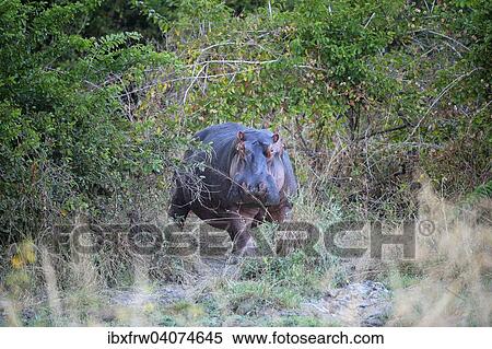 "Hippopotamus (Hippopotamuspotamus amphibicus), standing in a thicket, South Luangwa National Park, Zambia, Africa" View Large Photo Image Stock Photography - "Hippopotamus (Hippopotamuspotamus amphibicus), standing in a thicket, South Luangwa National Park, Zambia, Africa". Fotosearch