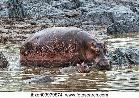 "Hippopotamuses (Hippopotamus amphibius), cow with young, Serengeti, Tanzania, Africa" View Large Photo Image Picture - "Hippopotamuses (Hippopotamus amphibius), cow with young, Serengeti, Tanzania, Africa". Fotosearch