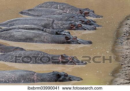 "Hippopotamuses (Hippopotamus amphibius) lying next to each other in the water, Olare Orok river, Maasai Mara National Reserve" View Large Photo Image Stock Image - "Hippopotamuses (Hippopotamus amphibius) lying next to each other in the water, Olare Orok river, Maasai Mara National Reserve". Fotosearch