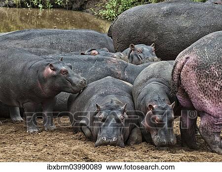 "Hippopotamuses (Hippopotamus amphibius) with young, Olare Orok, Maasai Mara National Reserve, Kenya, Africa" View Large Photo Image Stock Photo - "Hippopotamuses (Hippopotamus amphibius) with young, Olare Orok, Maasai Mara National Reserve, Kenya, Africa". Fotosearch