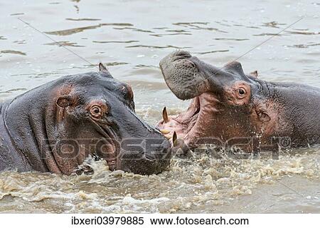 "Hippopotamuses (Hippopotamus amphibius), Serengeti, Tanzania, Africa" View Large Photo Image Stock Photography - "Hippopotamuses (Hippopotamus amphibius), Serengeti, Tanzania, Africa". Fotosearch