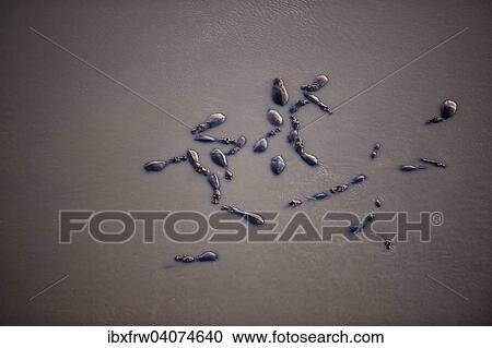 "Hippos (Hippopotamus amphibicus), standing in water, aerial view, in the early morning light, Luangwa River, South Luangwa National Park, Zambia, Africa" View Large Photo Image Stock Image - "Hippos (Hippopotamus amphibicus), standing in water, aerial view, in the early morning light, Luangwa River, South Luangwa National Park, Zambia, Africa". Fotosearch