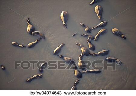 "Hippos (Hippopotamus amphibicus), standing in water, aerial view, in the early morning light, Luangwa River, South Luangwa National Park, Zambia, Africa" View Large Photo Image Stock Image - "Hippos (Hippopotamus amphibicus), standing in water, aerial view, in the early morning light, Luangwa River, South Luangwa National Park, Zambia, Africa". Fotosearch