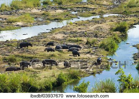 Stock Image - "Hippos (Hippopotamus amphibius), herd at a River, Kruger National Park, South Africa, Africa". Fotosearch