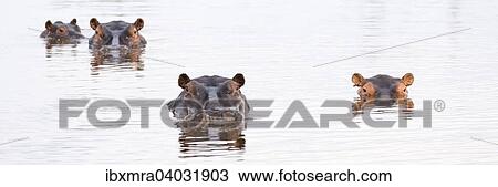 "Hippos (Hippopotamus amphibius) in a water hole, Okavango Delta, Botswana, Africa" View Large Photo Image Stock Image - "Hippos (Hippopotamus amphibius) in a water hole, Okavango Delta, Botswana, Africa". Fotosearch