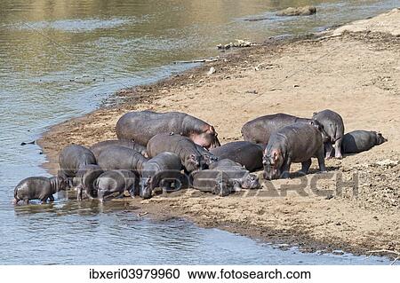 Stock Image - "Hippos (Hippopotamus amphibius), Mara River, Maasai Mara National Reserve, Kenya, Africa". Fotosearch
