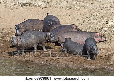 "Hippos (Hippopotamus amphibius), Mara River, Maasai Mara National Reserve, Kenya, Africa" View Large Photo Image Stock Image - "Hippos (Hippopotamus amphibius), Mara River, Maasai Mara National Reserve, Kenya, Africa". Fotosearch