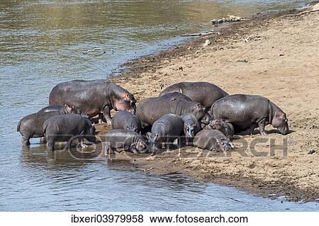 Stock Photo - "Hippos (Hippopotamus amphibius), Mara River, Maasai Mara National Reserve, Kenya, Africa". Fotosearch