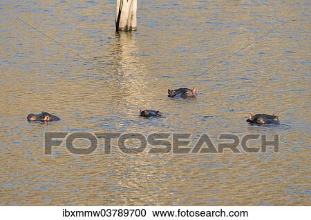 "Hippos (Hippopotamus amphibius), Andreas Damm, Khomas, Namibia, Africa" View Large Photo Image Stock Image - "Hippos (Hippopotamus amphibius), Andreas Damm, Khomas, Namibia, Africa". Fotosearch