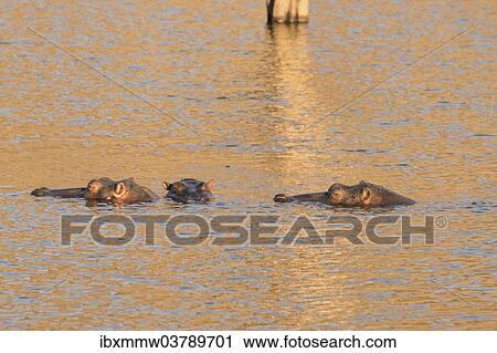 "Hippos (Hippopotamus amphibius), Andreas Damm, Khomas, Namibia, Africa" View Large Photo Image Stock Image - "Hippos (Hippopotamus amphibius), Andreas Damm, Khomas, Namibia, Africa". Fotosearch