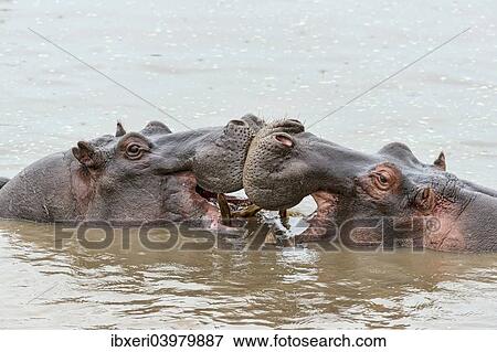 "Hippos (Hippopotamus amphibius), Serengeti, Tanzania, Africa" View Large Photo Image Stock Photo - "Hippos (Hippopotamus amphibius), Serengeti, Tanzania, Africa". Fotosearch