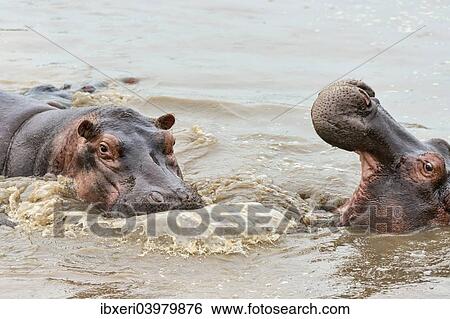 "Hippos (Hippopotamus amphibius), Serengeti, Tanzania, Africa" View Large Photo Image Stock Photograph - "Hippos (Hippopotamus amphibius), Serengeti, Tanzania, Africa". Fotosearch