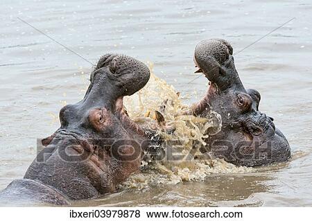 "Hippos (Hippopotamus amphibius) with their jaws wide open, Serengeti, Tanzania, Africa" View Large Photo Image Stock Photo - "Hippos (Hippopotamus amphibius) with their jaws wide open, Serengeti, Tanzania, Africa". Fotosearch