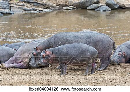 "Hippos (Hippopotamus amphibius) with young, Mara River, Maasai Mara National Reserve, Kenya, East Africa, Africa" View Large Photo Image Stock Photograph - "Hippos (Hippopotamus amphibius) with young, Mara River, Maasai Mara National Reserve, Kenya, East Africa, Africa". Fotosearch