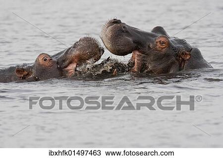 Stock Image - "Hippos or Hippopotami (Hippopotamus amphibius), Chobe National Park, Botswana, Africa". Fotosearch