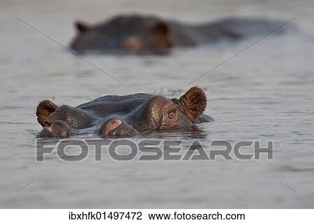 "Hippos or Hippopotami (Hippopotamus amphibius), Chobe National Park, Botswana, Africa" View Large Photo Image Stock Image - "Hippos or Hippopotami (Hippopotamus amphibius), Chobe National Park, Botswana, Africa". Fotosearch
