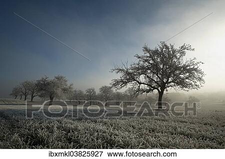 "Hoar frost covered grass and apple trees on a foggy morning, Baden-Wurttemberg, Germany, Europe" View Large Photo Image Stock Photo - "Hoar frost covered grass and apple trees on a foggy morning, Baden-Wurttemberg, Germany, Europe". Fotosearch