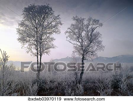"Hoarfrost in Murnau Moor, in front of Ettaler Mandl, Upper Bavaria, Bavaria, Germany, Europe" View Large Photo Image Stock Photo - "Hoarfrost in Murnau Moor, in front of Ettaler Mandl, Upper Bavaria, Bavaria, Germany, Europe". Fotosearch